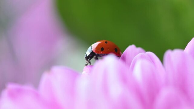 A close-up macro video of a ladybug standing on a bright pink flower petal against a green background. Nature and spring theme.