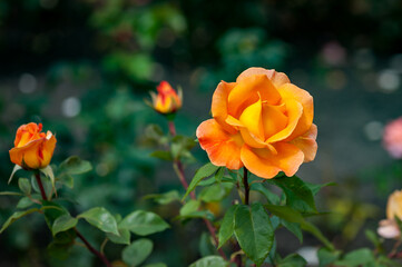 Orange rose flower in roses garden. Top view. Soft focus.