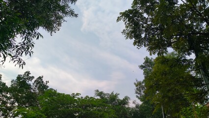 blue sky view with tall plants