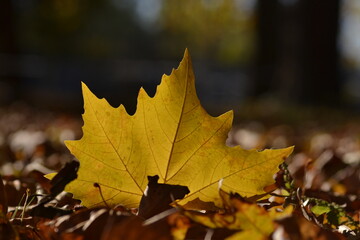 Yellow Autumn fallen leaf