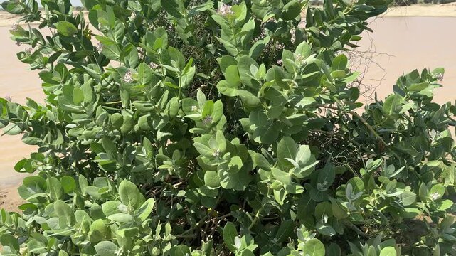 Calotropis Procera, Desert Plant Oasis, Green Foliage with Blooms Against Sandy Landscape and Water Body