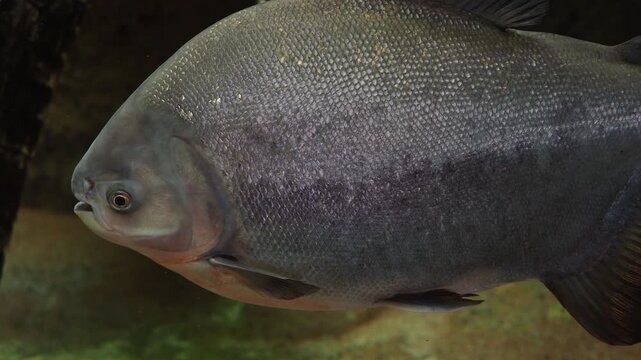 Pacu fish swimming in water with focus on detailed scales and eye