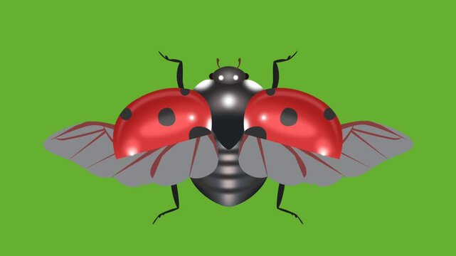 2D LADYBUG FLYING WITH GREEN BACKGROUND CHORMA KEY 