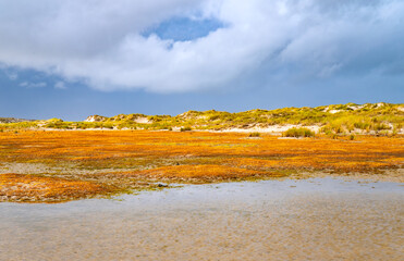 Panoramic view of colorful dune landscape in the Wadden Sea National Park on the East Frisian North Sea island of Norderney (Germany). Nature reserve before a heavy rain shower in autumn after flood.