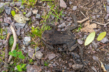 Dead, dry common toad (Bufo bufo) on forest ground