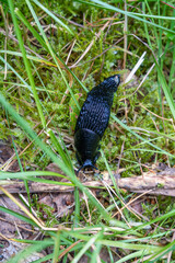 Black slug (Arion ater) in green grass