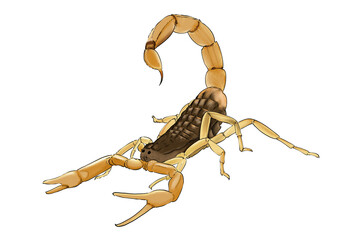 Detailed Hand-Drawn Scorpion Illustration