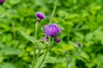 Blooming thistle (Silybum marianum) in green meadow