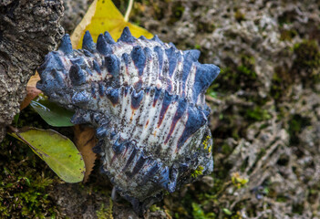 a sea shell against a background of rocks. a beautiful sea shell against a natural background. a predatory shellfish. an empty shellfish house. an empty shell.