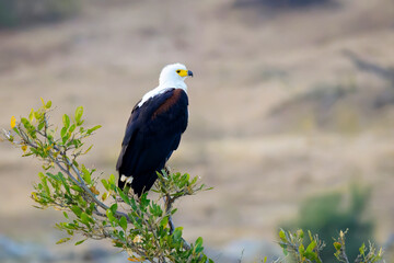 African fish eagle (Haliaeetus vocifer) perched in top of tree, looking out for prey, Kruger national park, South Africa.