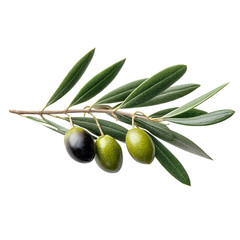 Fresh olive branch with green and black olives isolated for culinary and design applications
