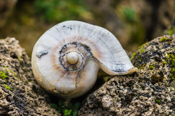 a sea shell against a background of rocks. a beautiful sea shell against a natural background. a predatory shellfish. an empty shellfish house. an empty shell.