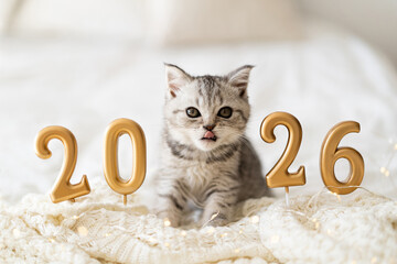 A cute tabby kitten of the Scottish straight cat breed sits on a knitted blanket. Good New Year spirit. Ready postcard 2026. Happy New Year animal, pet, cat. © Анастасія Стягайло
