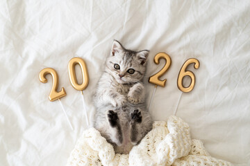 A cute tabby kitten of the Scottish straight cat breed sits on a knitted blanket. Good New Year spirit. Ready postcard 2026. Happy New Year animal, pet, cat.