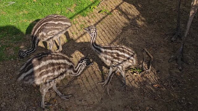 Close up of baby emu birds moving around meadow on a sunny spring day