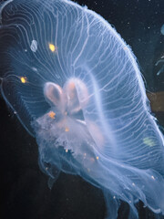 jelly fish in aquarium
