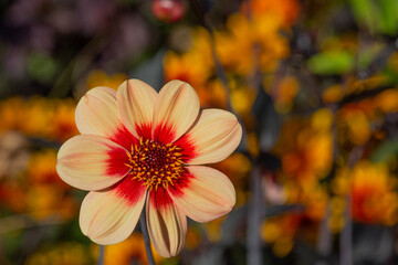 Les jolies couleurs vives du Dalhia 