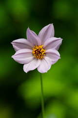 Une fleur de dahlia nain 