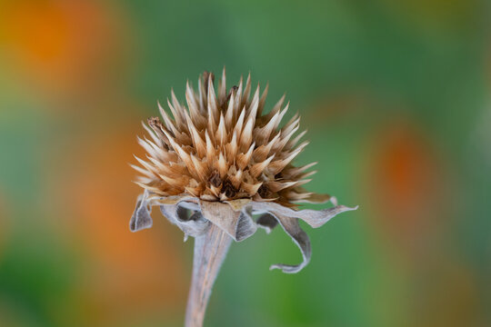 Une fleur de chardon fan&eacute;e 