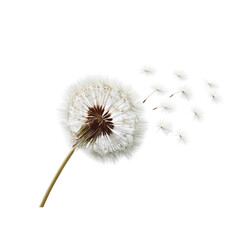 Dandelion seed dispersing on black majestic nature's flight magical journey of life