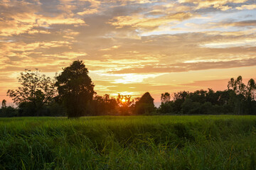 A beautiful sunset over a lush green field with a treeline silhouette and dramatic golden clouds.