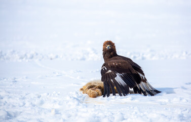 A large eagle caught a fox against a backdrop of snow. A bird of prey hunts its prey. A golden eagle sits in the snow, clinging to its prey. Falconry. A national tradition of Asia. Berkutchi,
