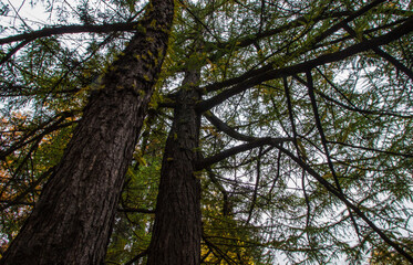 Fototapeta premium a tree of fir with needles a blue sky. tree bark in close-up. autumn forest.