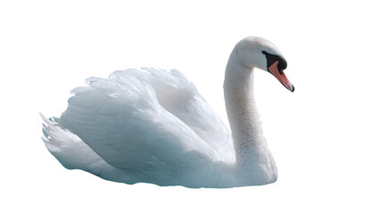 Obraz premium Beautiful mute swan, Cygnus&nbsp;olor, gliding peacefully on the blue water of a lake, its white feathers reflecting with grace in the calm nature