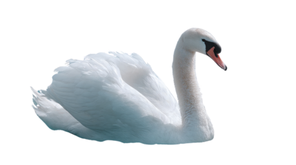Beautiful mute swan, Cygnus olor, gliding peacefully on the blue water of a lake, its white feathers reflecting with grace in the calm nature