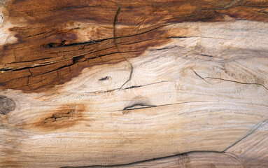 close up of a tree trunk