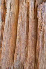 bark of a tree