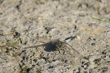 light blue dragonfly on the path, dragonfly with green eyes on the forest floor, wings of a dragonfly, Libellula depressa, broad-bodied chaser