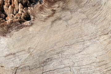 tree bark background