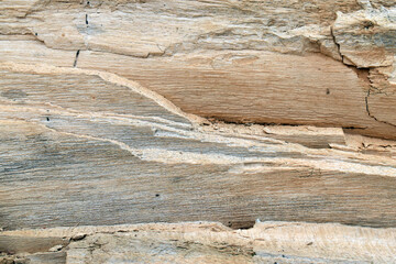 close up of a tree trunk