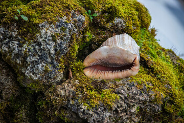 a sea shell against a background of rocks. a beautiful sea shell against a natural background. a predatory shellfish. an empty shellfish house. an empty shell.
