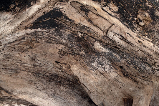 tree bark texture