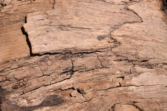 dry cracked wood texture