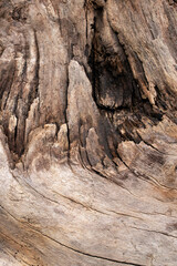 old wood texture