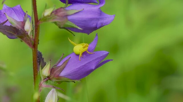 Yellow Crab Spider Waiting for Prey on a Harebell