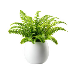 Small green fern in white pot png houseplant png foliage png indoor png decor png botanical png potted png leaves png natural png minimal png transparent background image