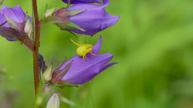 Yellow Crab Spider Waiting for Prey on a Harebell