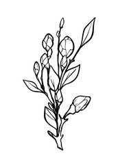 Blooming branch of sakura, apple tree, peach. Realistic drawing of beautiful flowers with buds and leaves for logo, wedding design. Outline sketch. Vector illustration.