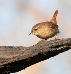 Eurasian wren, Troglodytes troglodytes. A bird sits on a snag, looking down