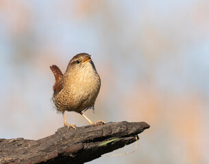 Eurasian wren, Troglodytes troglodytes. A bird sits on a snag and sings