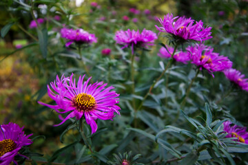 Fototapeta premium purple flower of a perennial aster in the garden. close-up.