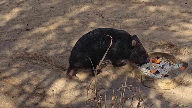 Close up of wombat walking around in sand beside a bowl of food on a sunny day