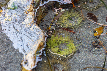 Sea anemone close-up at low tide on the ocean shore