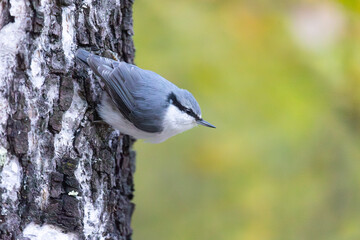 A nuthatch sits on a tree trunk against the backdrop of autumn foliage