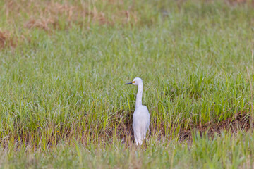Little egret on the shore of Lake, Russia