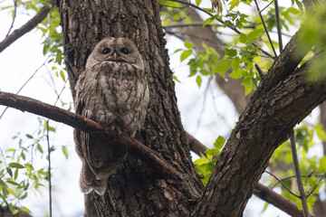 Great gray owl sitting on a tree branch